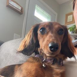 Penny Lane - Dachshund
