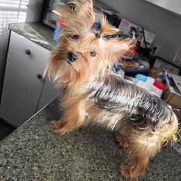 Apollo - Yorkshire Terrier