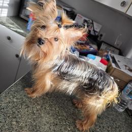 Apollo - Yorkshire Terrier