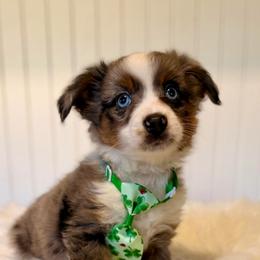 Leonardo - Blue merle male Miniature Australian Shepherd puppy in Buchanan, Georgia from Stanleyville Farm Mini Aussies