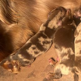 Dapple Girl - Dapple female Dachshund puppy in Red Bud, Illinois from Midwest Miniature Dachshunds