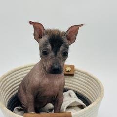 Quinn - Black Xoloitzcuintli puppy in West Jordan, Utah from Majestic Nakids