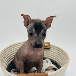 Quinn - Black Xoloitzcuintli puppy in West Jordan, Utah from Majestic Nakids