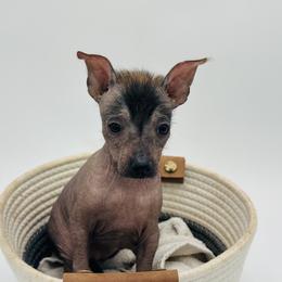 Quinn - Black Xoloitzcuintli puppy in West Jordan, Utah from Majestic Nakids