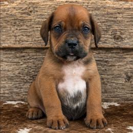 Black - Brown male Boerboel puppy in Laramie, Wyoming from Standing Stone Boerboels