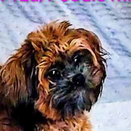Luna - Shihpoo