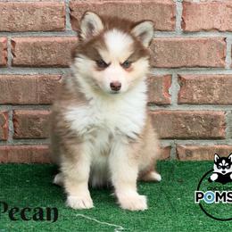 Pecan - Red and white female Pomsky puppy in Eastman, Georgia from Once Upon A Pomsky