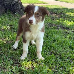 Teddy - White and red male Border Collie puppy in Mckinney, Texas from Border Collies of Ruidoso