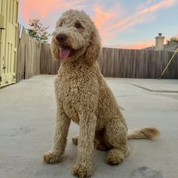 Goldendoodle puppies from High Desert Doodles - the original