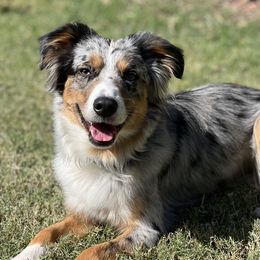 OOPS! - Miniature American Shepherd