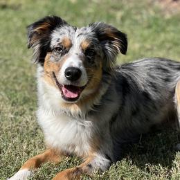 OOPS! - Miniature American Shepherd