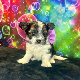 Saru - Black tan and white male Biewer Terrier puppy in Winston Salem, North Carolina from LaythStone