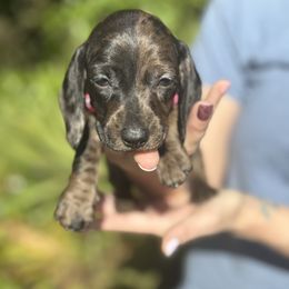 Dachshund Puppies from Branton Family Dachshunds