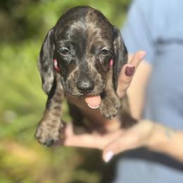 Dachshund Puppies from Branton Family Dachshunds
