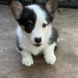 Girl 2 - Black and tan female Pembroke Welsh Corgi puppy in Ridgeland, South Carolina from FOF Lowcountry Corgis