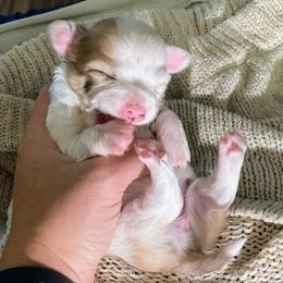 Tasha - Merle female Chihuahua puppy in Sherwood, Arkansas from Bartelt Breeders