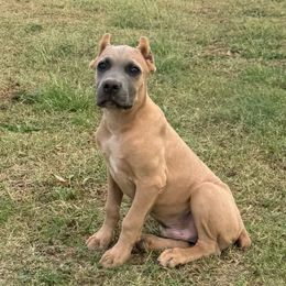 Male 1 - Gray and fawn male Cane Corso puppy in Cashion, Oklahoma from APEXOK Cane Corsos LLC