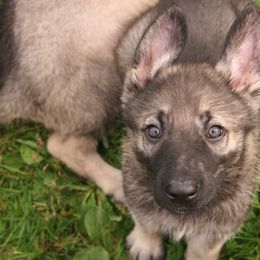 Shiloh Shepherd Puppies from Solace Shilohs