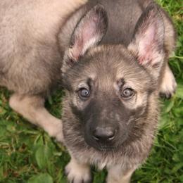 Shiloh Shepherd Puppies from Solace Shilohs