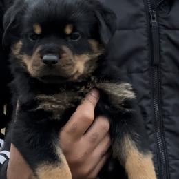 First pick female - Black and rust female Rottweiler puppy in San Antonio, Texas from VHWilliamsRottweilers