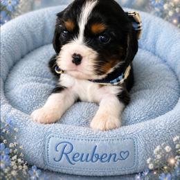 Finn - Tri-color male Cavalier King Charles Spaniel puppy in Kewaskum, Wisconsin from Moon Dream Cavaliers