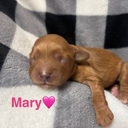 Mary - Apricot female Cavapoo puppy in Greensburg, Kentucky from Doodle Me Crazy