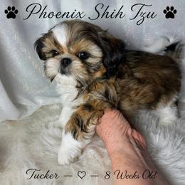 Tucker - Gold and white male Shih Tzu puppy in Hayden, Idaho from Phoenix Shih Tzu