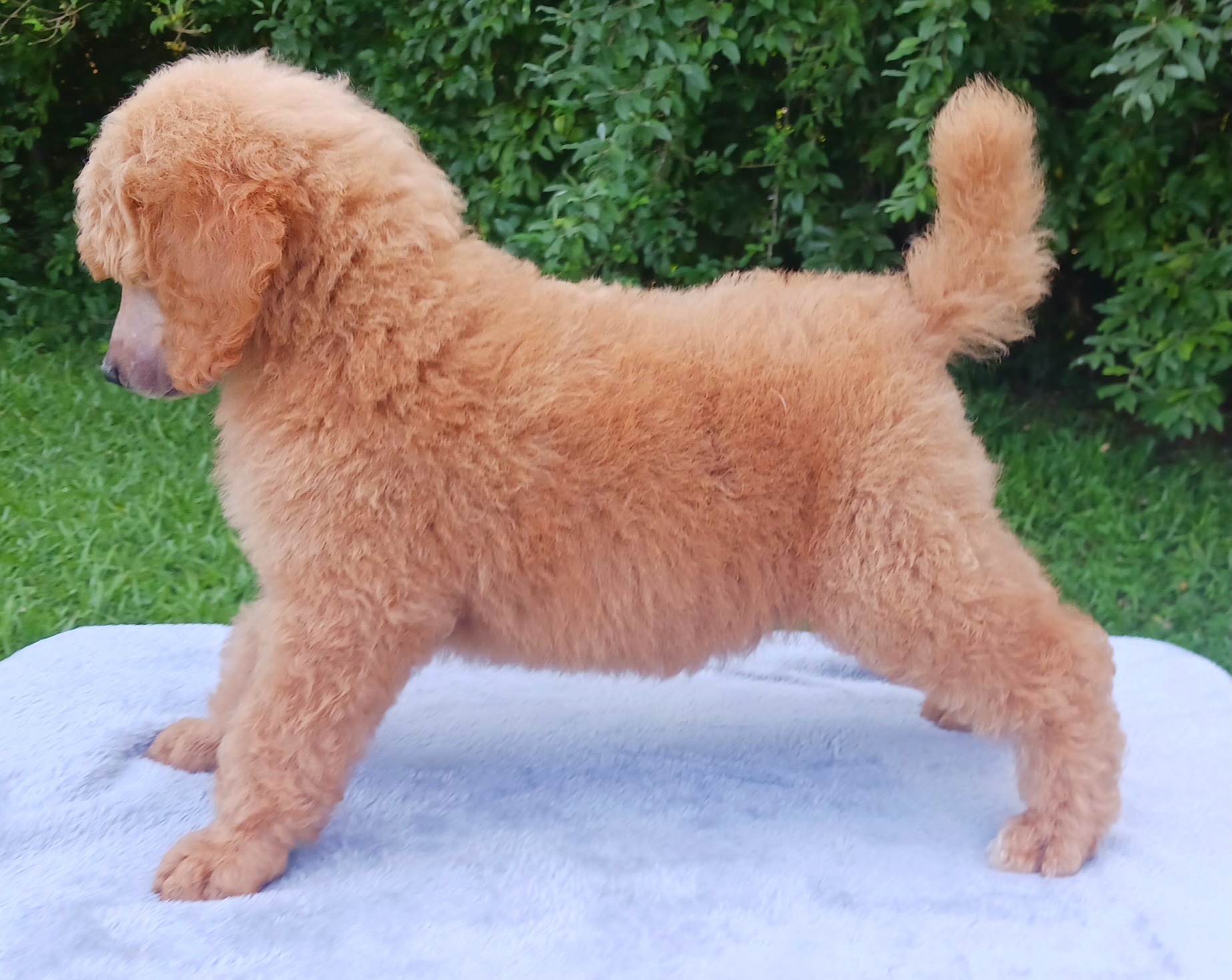 Dalmatian and Poodle Puppies from Reeves Family Standards