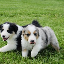 Australian Shepherd Puppies from Real McCoy Australian Shepherds