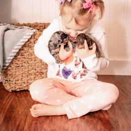 Bernedoodle and Goldendoodle Puppies from Hommel’s Mini Darling Doodles