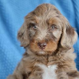 Fleur - female Golden Mountain Doodle puppy in Murray, Utah from Good Looking Dogs