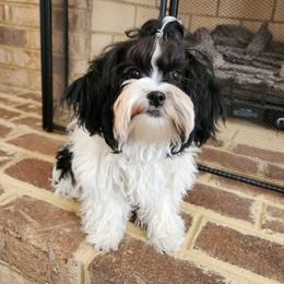 Lily - Black and white female Shihpoo puppy in North Dinwiddie, Virginia from Pups Furever