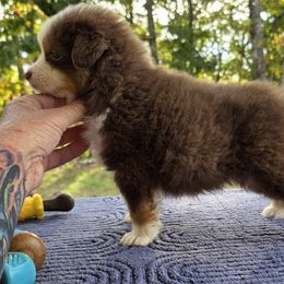 Boy 2 - Red tri-color male Miniature American Shepherd puppy in Bowling Green, Kentucky from Flawlessly Kennel