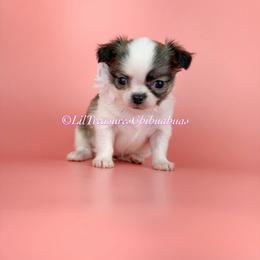 Belle-a - Chocolate brindled fawn female Chihuahua puppy in Anderson, South Carolina from Lil Treasures Chihuahuas