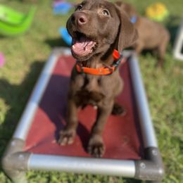 Labrador Retriever Puppies from Dry Pond Retrievers, LLC