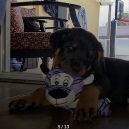 Rottweilers from Sunrise City Rottweilers