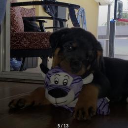 Rottweilers from Sunrise City Rottweilers