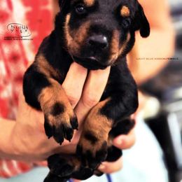 Girl 2 - Black and rust female Doberman Pinscher puppy in China Township, Michigan from Snell's Superior Kennel Dobermann & GSP