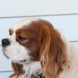 Cavalier King Charles Spaniels, Cavapoos, and Poodles from Puppy Adventures LLC