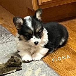 Fiona the Fluffy - Black and tan female Pembroke Welsh Corgi puppy in Vernal, Utah from Bingo's Kennel