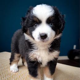 Olive - Black tri female Miniature American Shepherd puppy in Tupalo, Mississippi from Butterfield Trail Farm