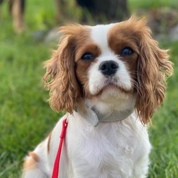 Assorted Doodle Crosses, Cavalier King Charles Spaniels, Cavapoos, Maltipoos, and Poodles from Little Teton Doodles