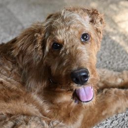 Goldendoodles from The Ruff and Fluff