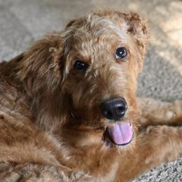 Goldendoodles from The Ruff and Fluff