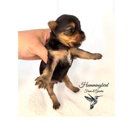 Yorkshire Terrier Puppies from Hummingbird Farm & Gardens