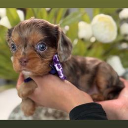 Tuna - Tri-color female Cavalier King Charles Spaniel puppy in Yuciapa, California from AlltheDoodlez_