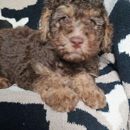 Grace - Phantom female Bernedoodle puppy in Marion County, Ohio from Hatten Homestead Kennels