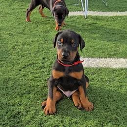 Mr Red - Black and rust male Doberman Pinscher puppy in Vernonia, Oregon from Living Hope Dobies and Doxies