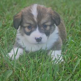 Walker - Sable male Pembroke Welsh Corgi puppy in Orrtanna, Pennsylvania from Mountain Top Shepherd's