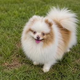 Edamame - Pomeranian